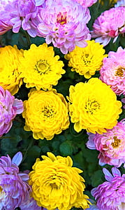 close-up photo of yellow and pink dahlia flowers thumbnail