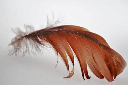 shallow focus photo of brown feather thumbnail