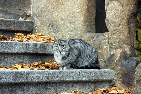 silver tabby cat sitting on gray concrete step ladder thumbnail