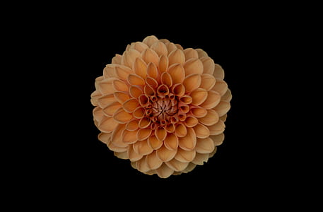 yellow flower in bloom thumbnail