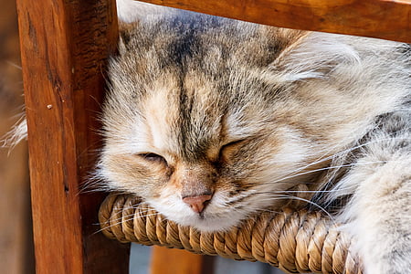 gray cat sleeping on chair thumbnail