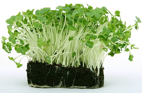 green sprout on black soil thumbnail