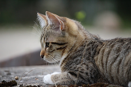 selective focus photography of short-furred brown and grey tabby kitten thumbnail