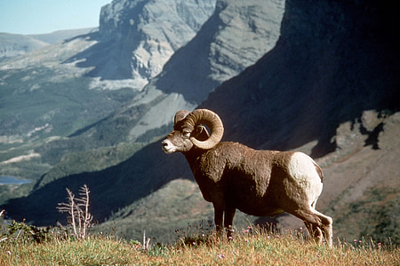 brown ram on grass land overlooking mountains at daytime thumbnail