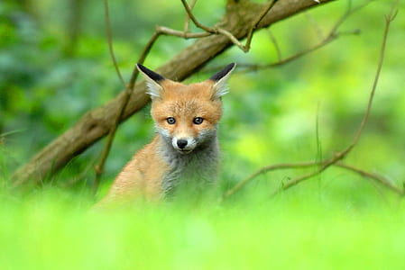 brown fox beneath grass field thumbnail