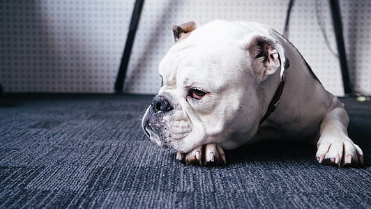 white molosser lying on black floor with black collar thumbnail