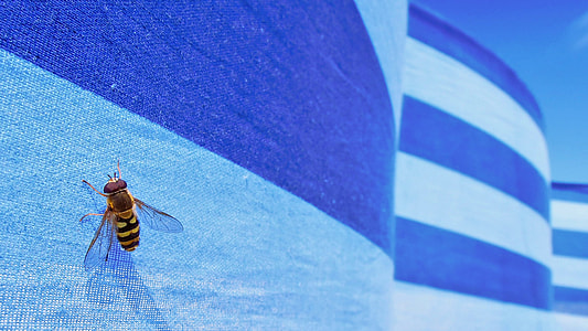 hoverfly on blue board during daytime thumbnail