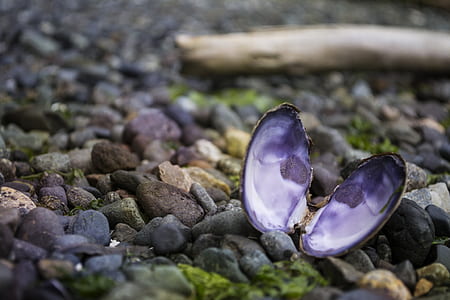 selective focus photography of purple shell beside stones on ground at daytime thumbnail