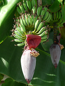 shallow focus photography of bananas thumbnail