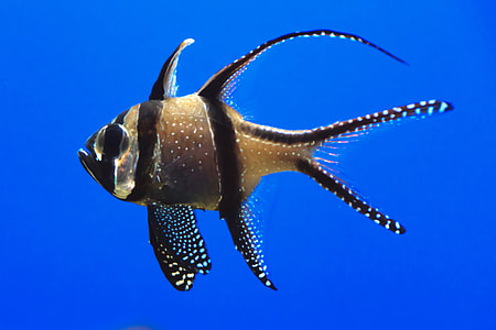 brown and black fish thumbnail