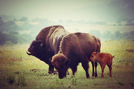 three bison on grass at daytime thumbnail