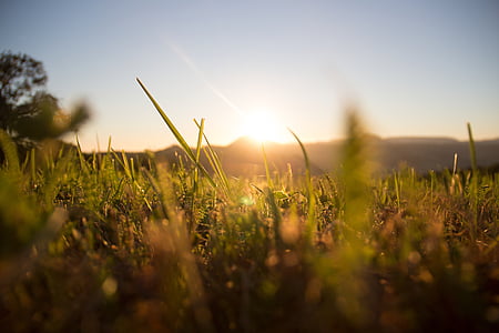 shallow focus photography of green grasses thumbnail