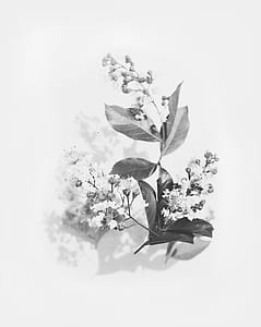 flowers sketch thumbnail