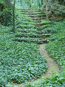 green leaf plant on stairs thumbnail