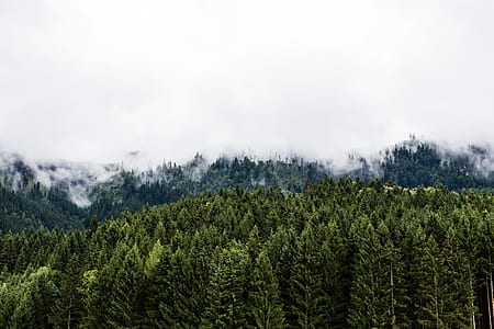 green leaf tree under white sky thumbnail