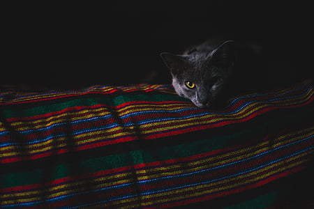 gray cat on red, yellow, and blue textile thumbnail