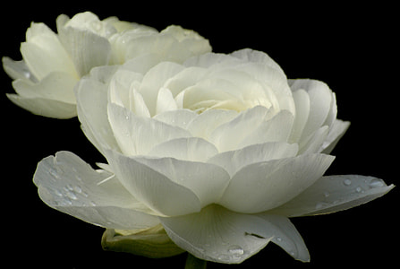 closeup photography of white petaled flowers in bloom thumbnail