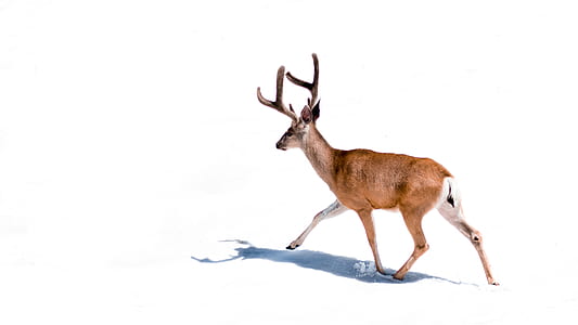 brown deer running on snow thumbnail