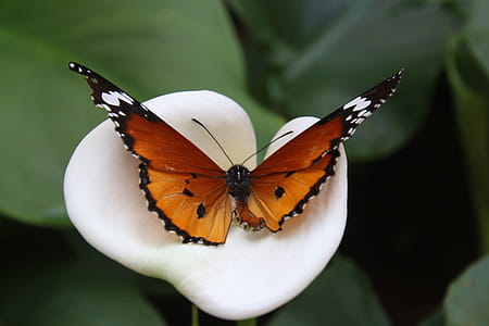 African Monarch Butterfly on White Calla Lily Flower thumbnail