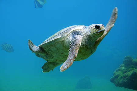 underwater photography of turtle thumbnail