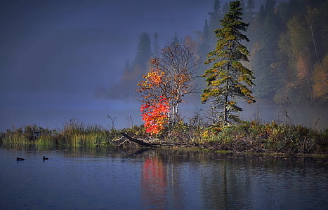 photo of trees near body of water thumbnail