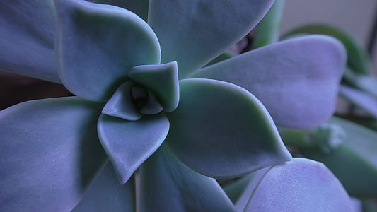 shallow focus photography of green and purple succulent plant thumbnail