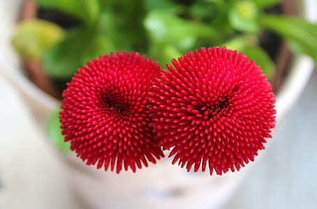 close-up photo of red petaled flowers thumbnail