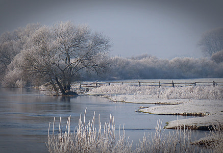 white leaved trees near body of water during daytime thumbnail
