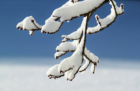 close up photo tree branch with glacier of snow thumbnail