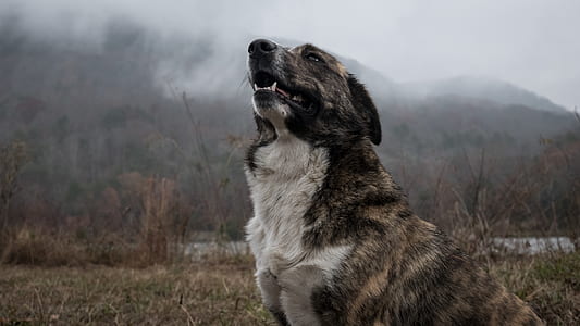 clouds, weather, forest, animal thumbnail