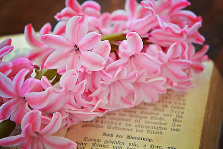 pink-and-white petaled flowers thumbnail