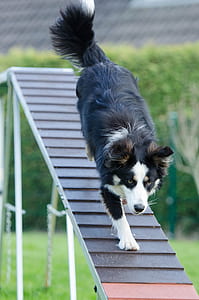 adult tricolor border collie walking down on ramp thumbnail