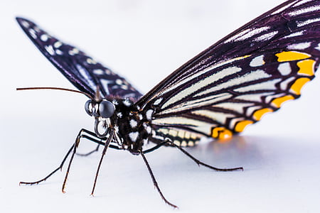 closeup photography of white and yellow butterfly thumbnail