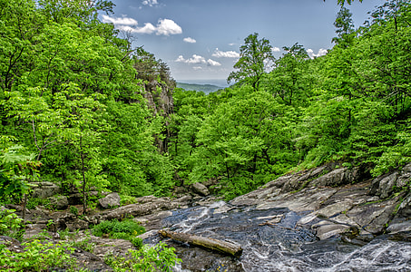 water stream surrounded with trees at daytime thumbnail