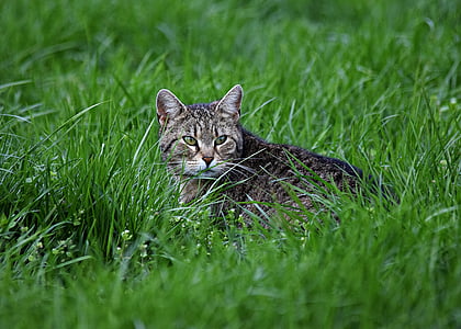 cat on weed photo thumbnail