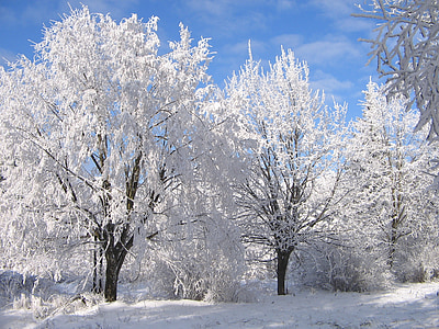 trees covered with snow thumbnail