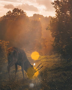 brown deer eating grass thumbnail