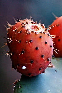 closeup photo of prickly pear fruit thumbnail