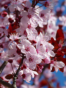 selective focus photography of pink blossoms thumbnail