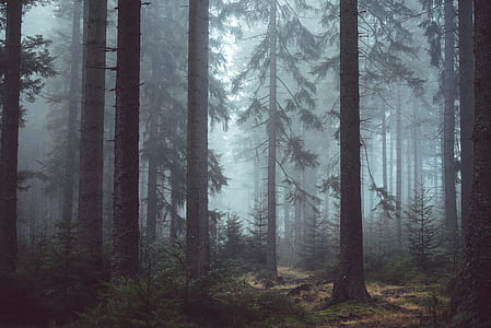 green leafed trees on foggy forest during daytime thumbnail
