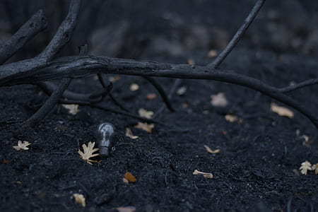 selective photography of dried leaves thumbnail