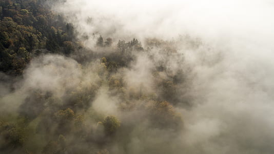 green forest mountain with fog thumbnail