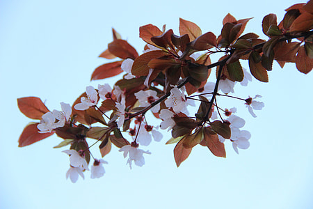 Cherry Blossom, Leaves thumbnail