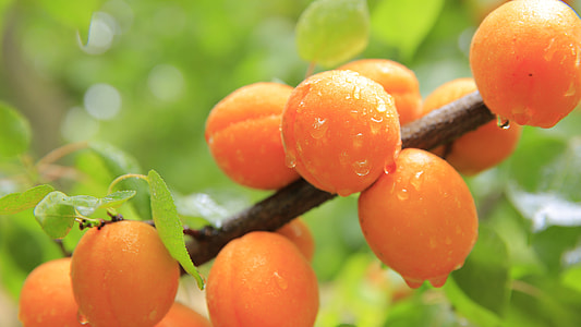 close-up of kumquat fruits thumbnail