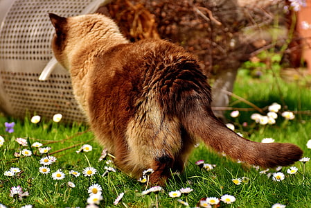 brown and gray cat thumbnail