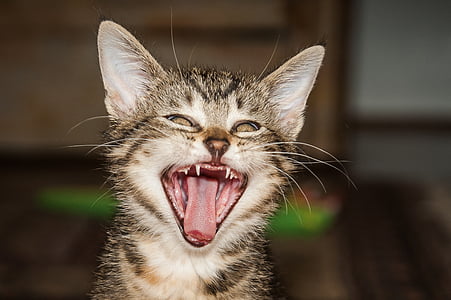 brown tabby cat yawn thumbnail