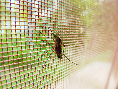 close-up photo of brown mosquito thumbnail