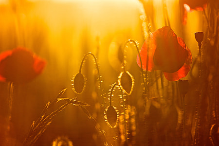 selective focus photography of red Poppy flowers and Poppy pod with sunlight thumbnail