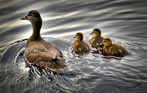 brown duck with three ducklings thumbnail