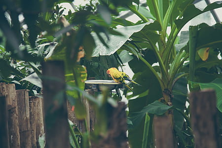 yellow and green parakeet standing metal frame thumbnail